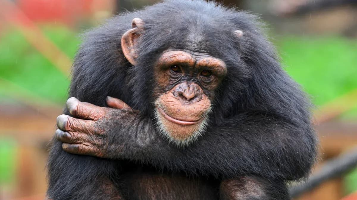 Chimpanzee sitting with arms wrapped around itself